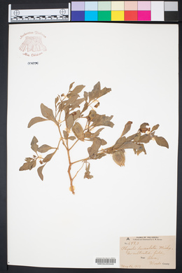 Physalis lanceolata image
