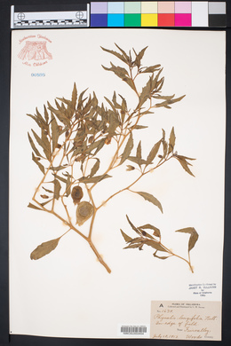 Physalis longifolia image