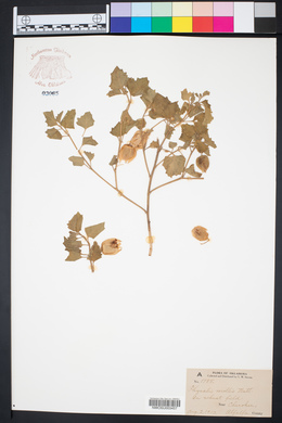 Physalis mollis image
