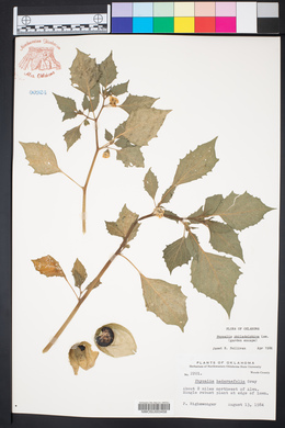 Physalis philadelphica image