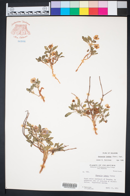 Quincula lobata image