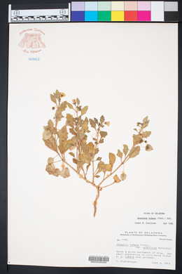 Quincula lobata image