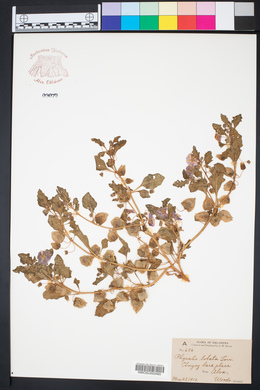 Quincula lobata image