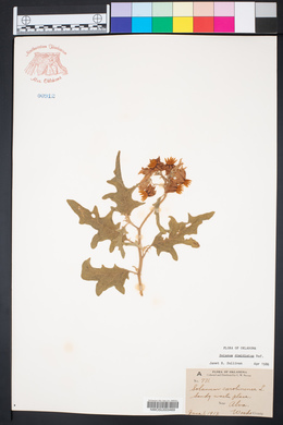 Solanum dimidiatum image