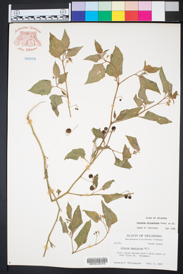 Solanum ptychanthum image