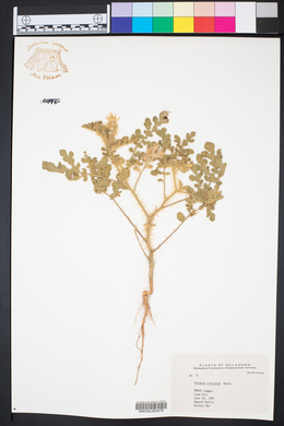 Solanum rostratum image