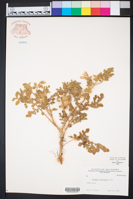 Solanum rostratum image