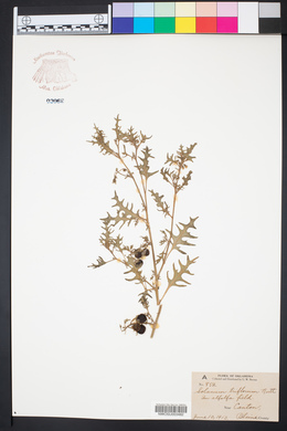 Solanum triflorum image
