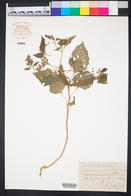 Solanum nigrum image