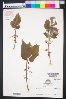 Halesia carolina image