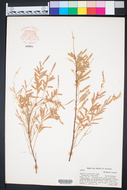 Tamarix chinensis image