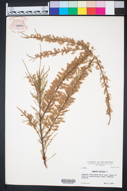 Tamarix gallica image
