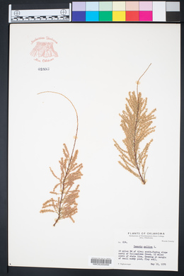 Tamarix gallica image