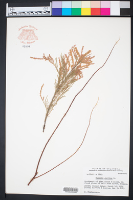 Tamarix gallica image