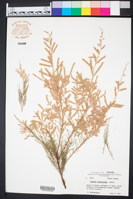 Tamarix chinensis image