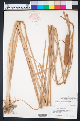 Typha angustifolia image