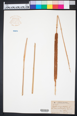 Typha angustifolia image