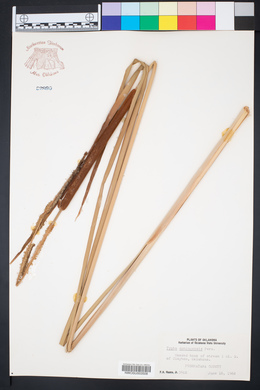 Typha domingensis image