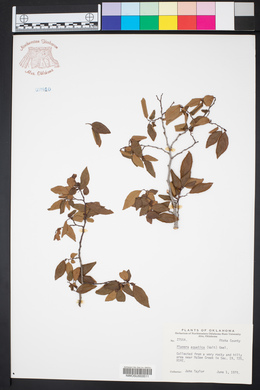 Planera aquatica image