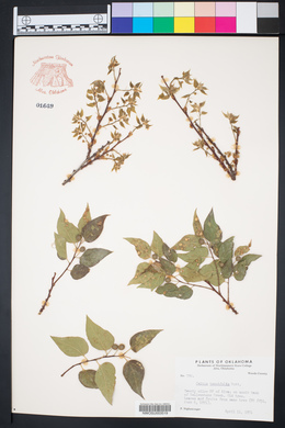 Celtis tenuifolia image