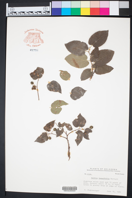 Celtis tenuifolia image