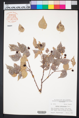 Celtis reticulata image