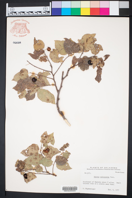 Celtis reticulata image