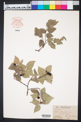 Celtis reticulata image