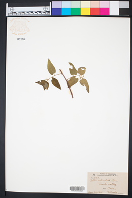 Celtis reticulata image