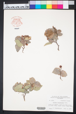Celtis reticulata image