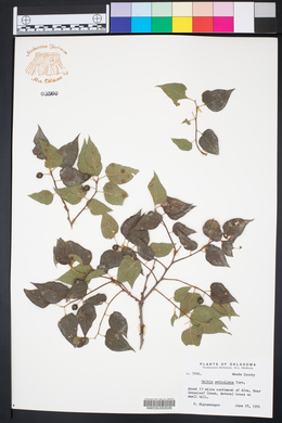 Celtis reticulata image