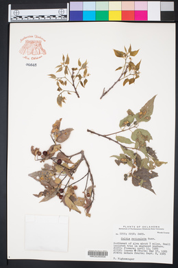 Celtis reticulata image