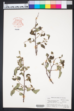 Celtis reticulata image