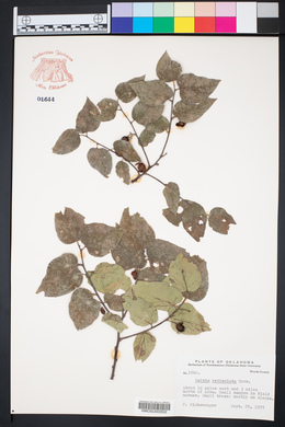 Celtis reticulata image