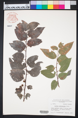 Celtis reticulata image