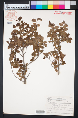 Ulmus crassifolia image
