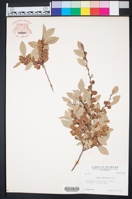 Ulmus parvifolia image