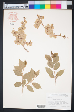 Ulmus pumila image