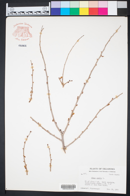 Ulmus pumila image