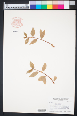 Ulmus pumila image