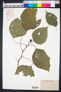 Laportea canadensis image