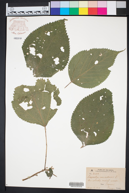 Laportea canadensis image