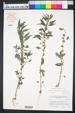 Parietaria pensylvanica image
