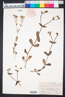 Valerianella chenopodiifolia image