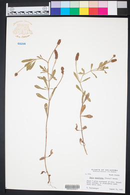Phyla cuneifolia image