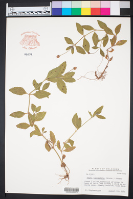 Phyla lanceolata image