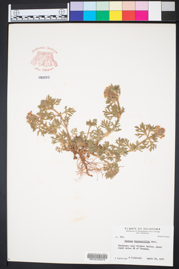 Glandularia bipinnatifida var. bipinnatifida image