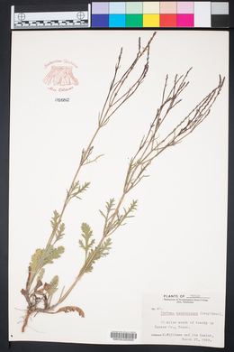 Verbena neomexicana image