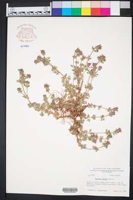 Verbena pumila image