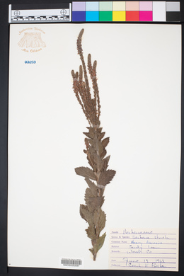 Verbena stricta image